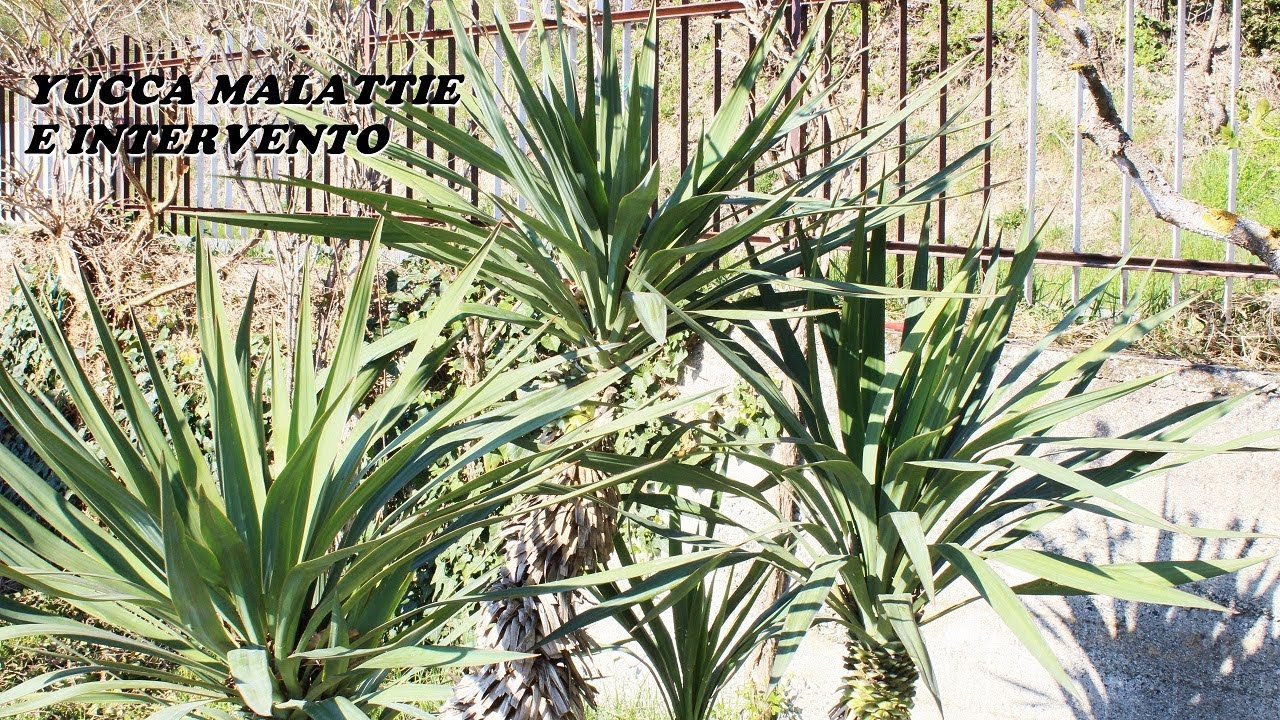 Yucca malattie e intervento