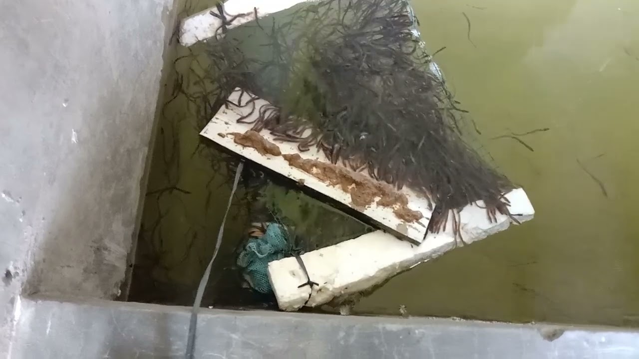 Tahap budidaya pembesaran bibit sidat dari ukuran glas El  https://wa.me/6281809201232