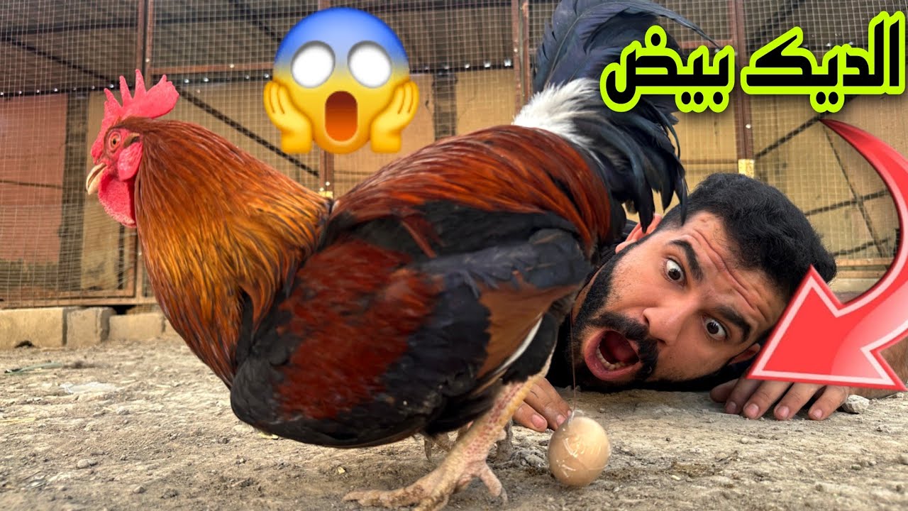 العواصف تدمر المزرعة 😔/الديك بيض 😱