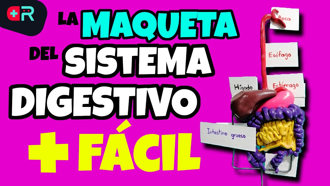 CÓMO HACER LA MAQUETA DEL SISTEMA DIGESTIVO con plastilina FÁCIL y RÁPIDO