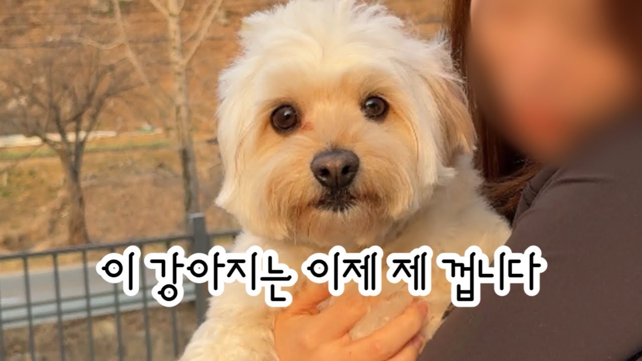 동생네 강아지 1년 동안 임시보호하기