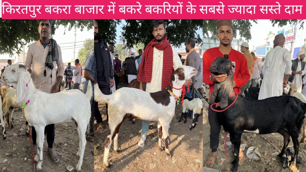 किरतपुर का बकरा बाजार में इस बार देखने को मिली सबसे ज्यादा खूबसूरत और सस्ते दामों की बकरे बकरियों