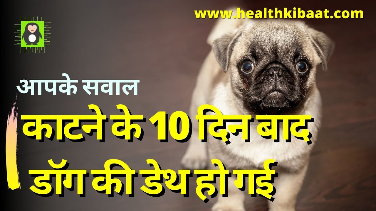 What if dog dies after 10 days of biteI रेबीज़ क्या है?what is rabies? shaun tips I rabies epi-16