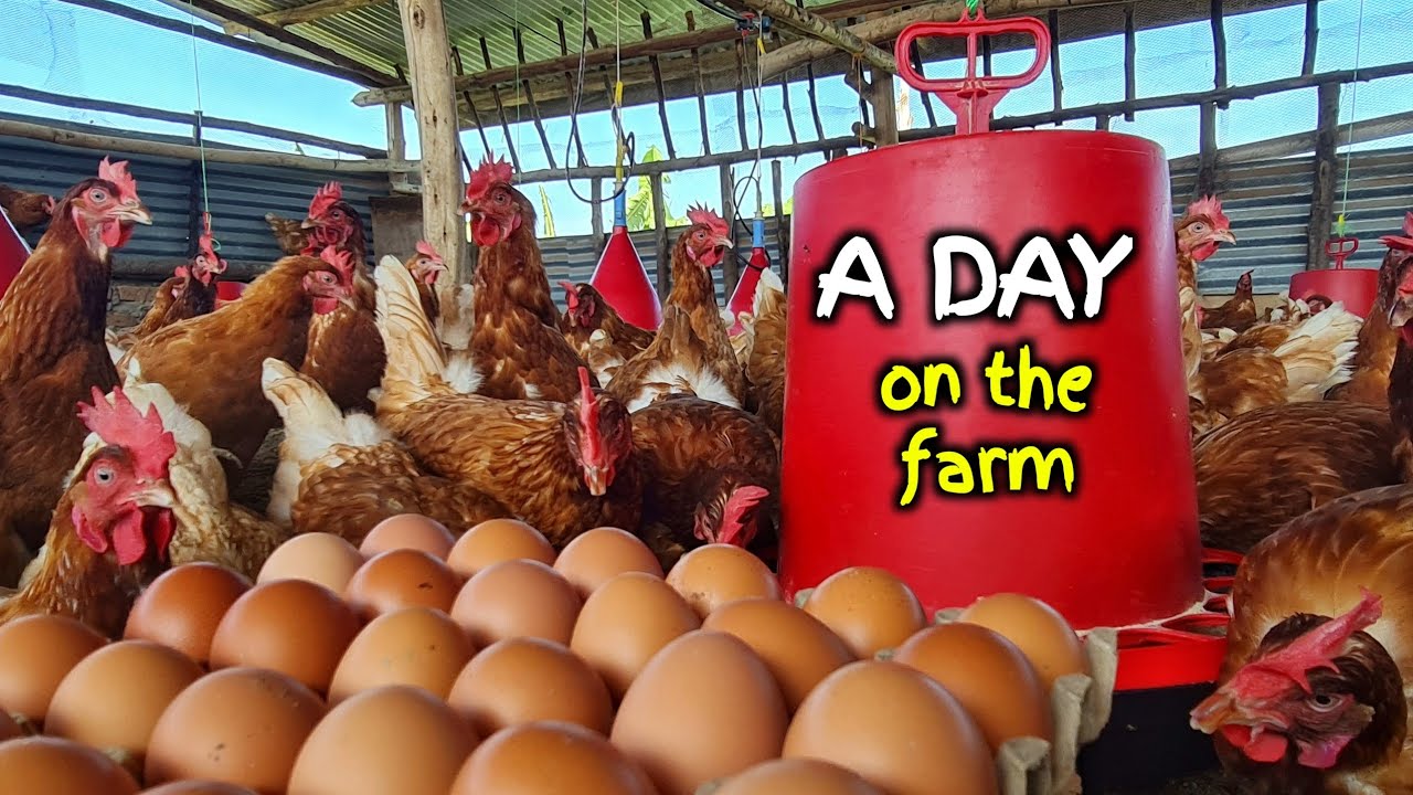 A Day on Our Chicken Farm