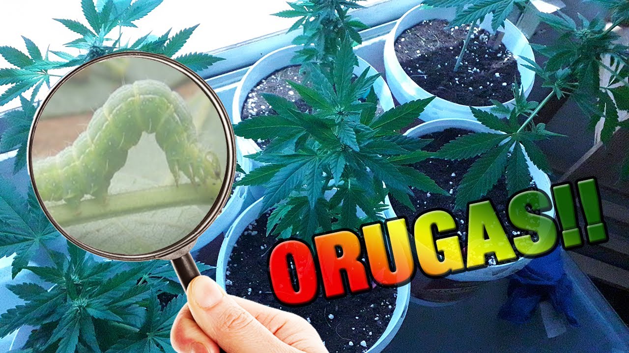PROBLEMA de PLAGAS en CULTIVO EXTERIOR