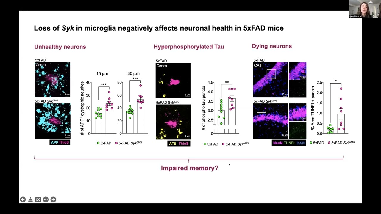 [Hannah Ennerfelt] SYK coordinates neuroprotective microglial responses in neurodegenerative disease