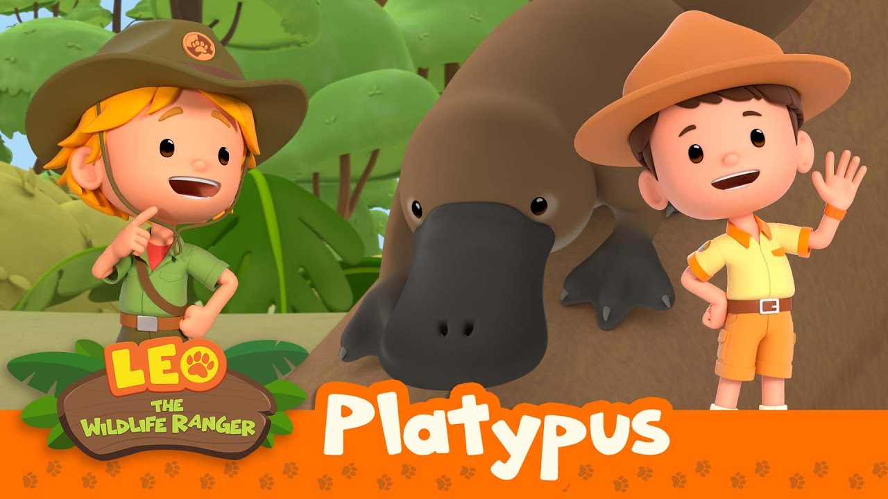 The Platypus | That's One Strange Animal! | Leo the Wildlife Ranger | Kids Animation