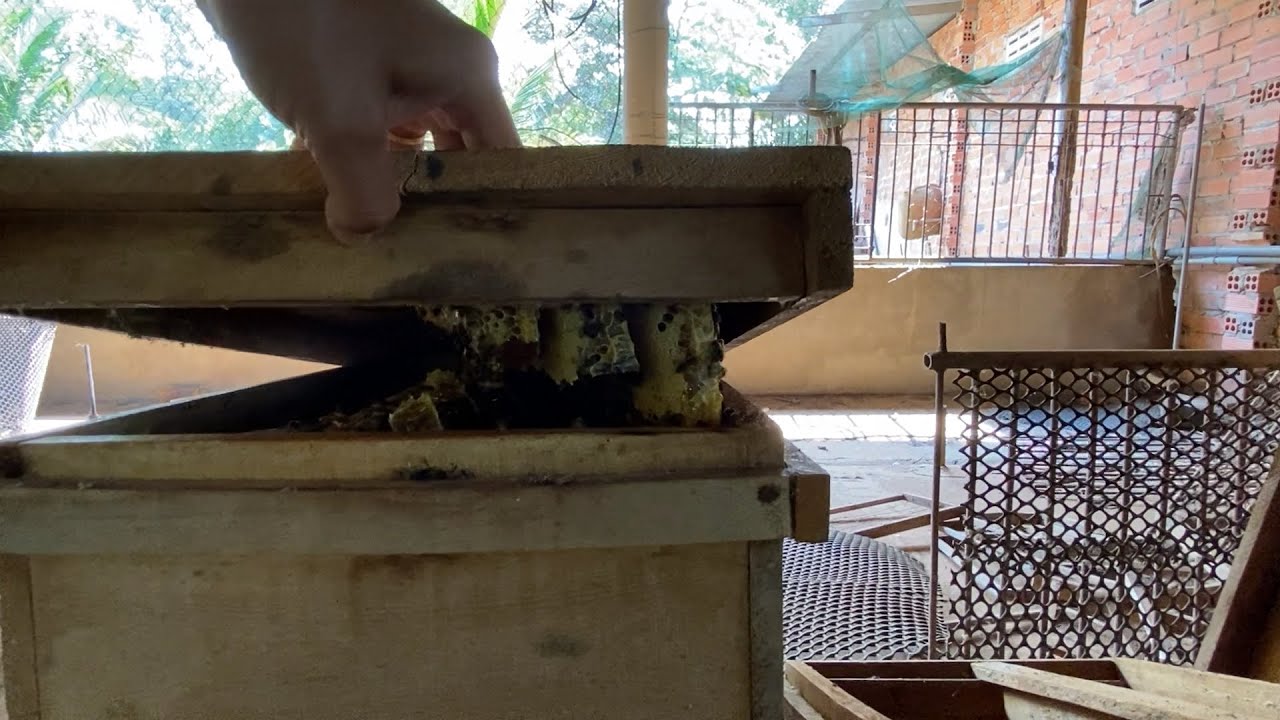 Điều bất ngờ khi thu hoạch mật trong thùng ong nhà kho