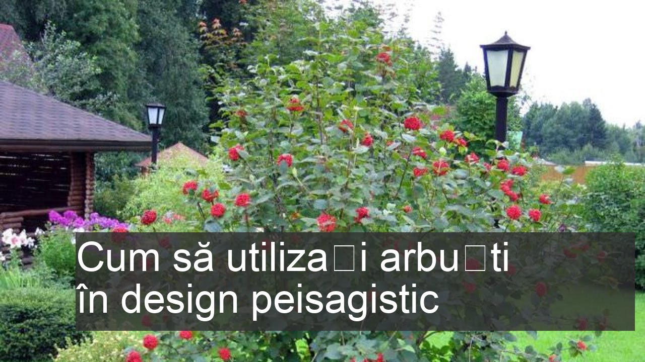 Arbuști în amenajarea peisagistică: care dintre ei se aleg și unde se plantează
