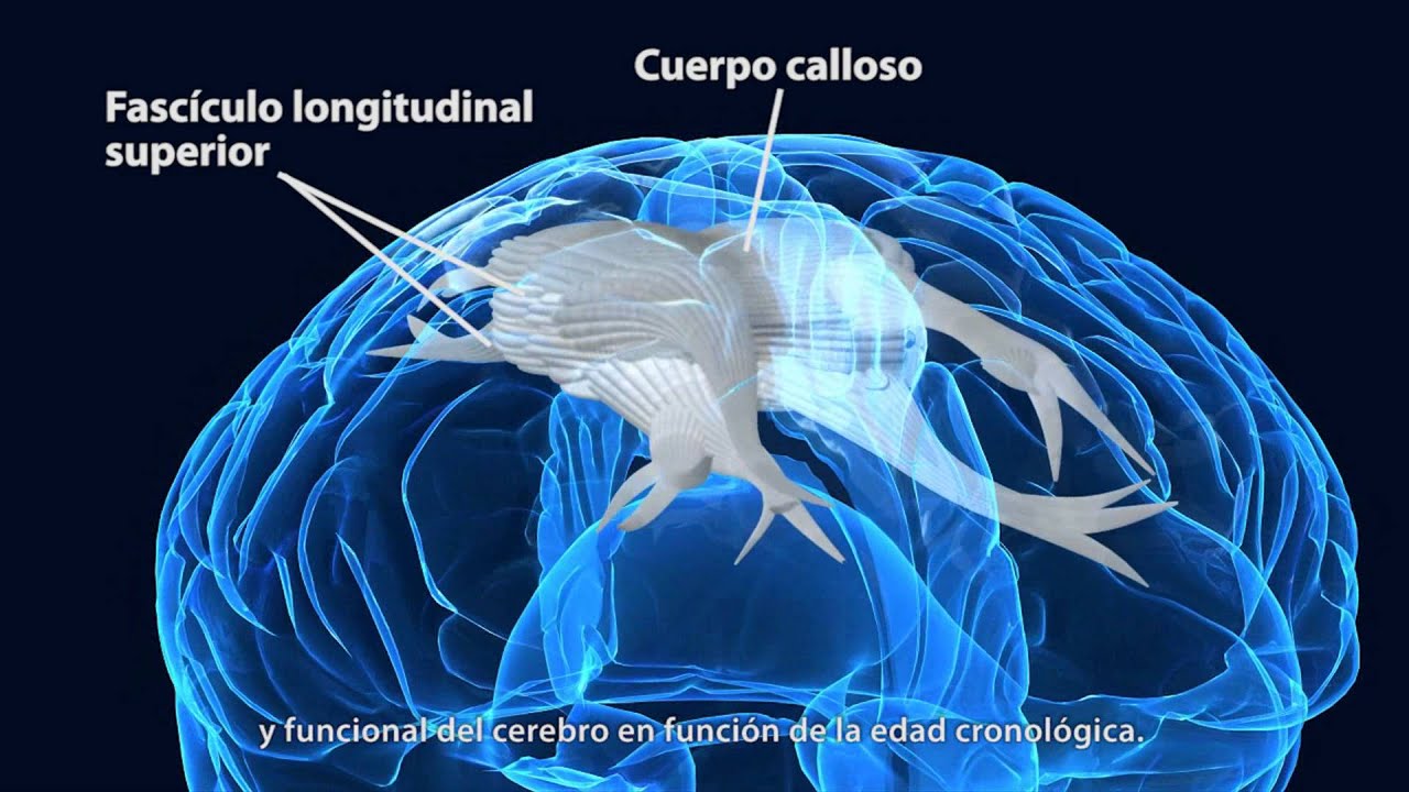 Vídeo divulgativo de la Universidad de Navarra sobre el cerebro adolescente