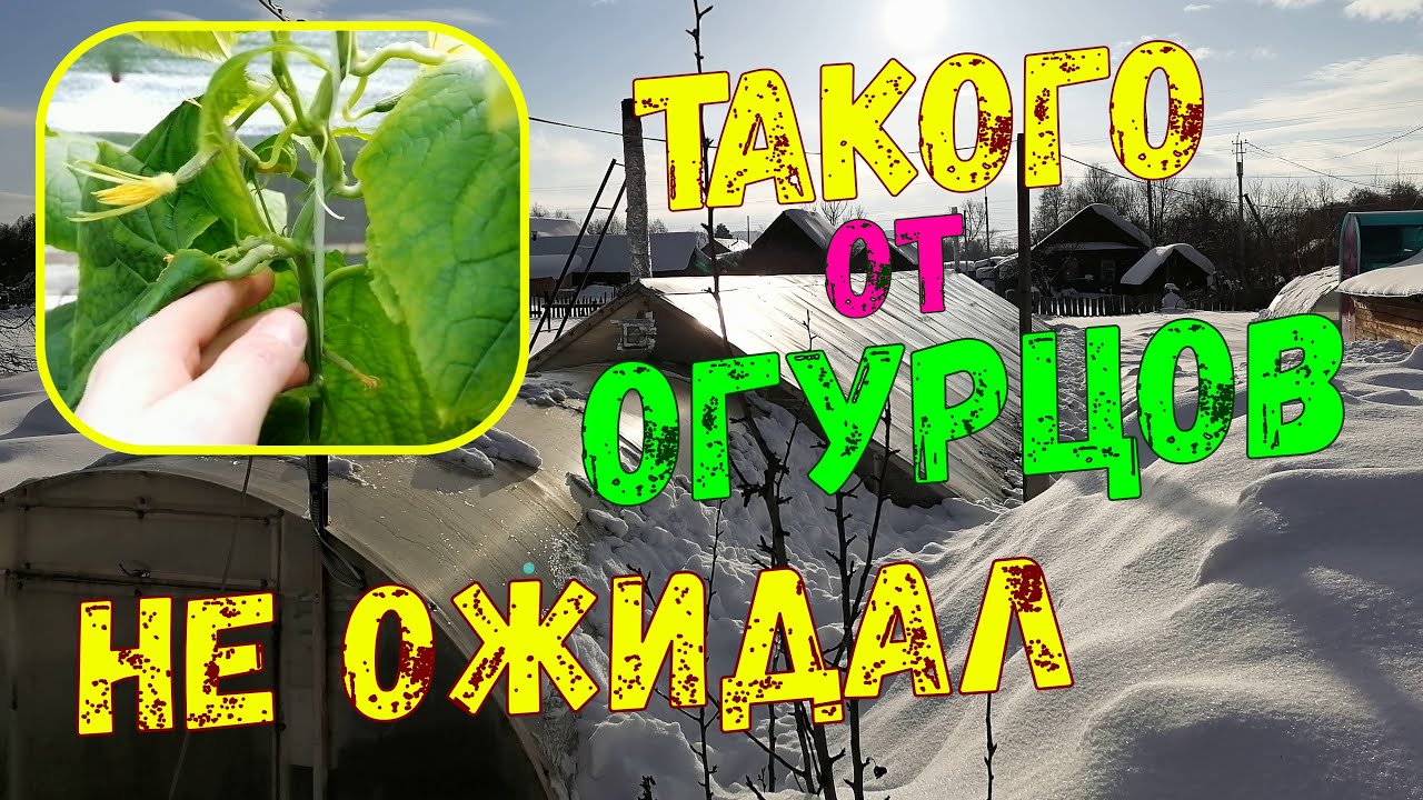 Такого я не ожидал/Нехватка кальция и бора на огурцах/Как вырастить огурцы своими руками,сезон 2022