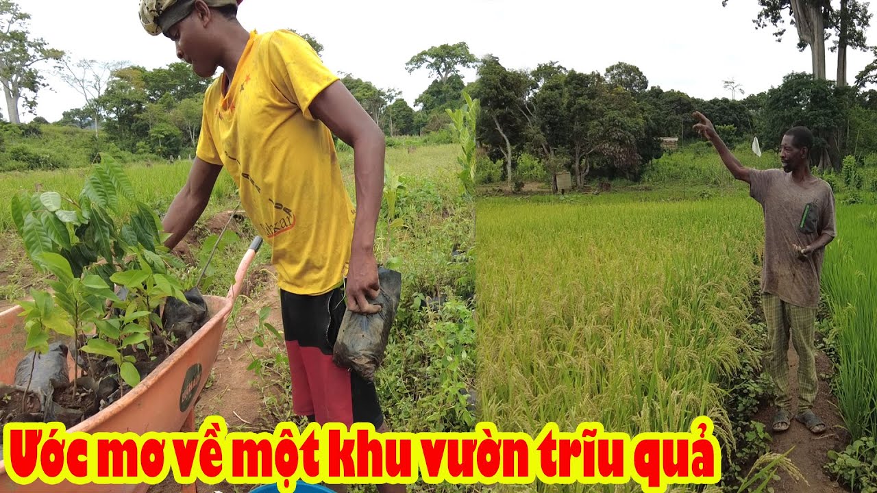 Costa  bắt tay trồng vườn cây ăn trái Việt Nam tại Angola || Tony phong cuộc sống Châu Phi