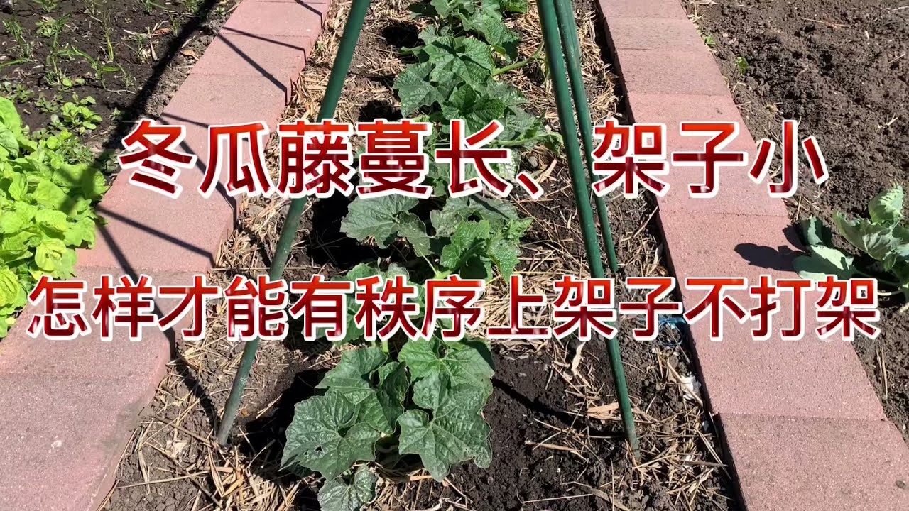 冬瓜藤蔓长，架子小，怎样才能有秩序爬行不打架