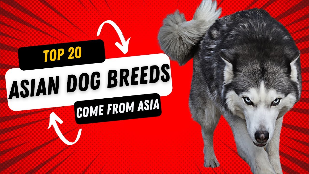 Top 20 Asian Dog Breeds come from Asia | Dog show