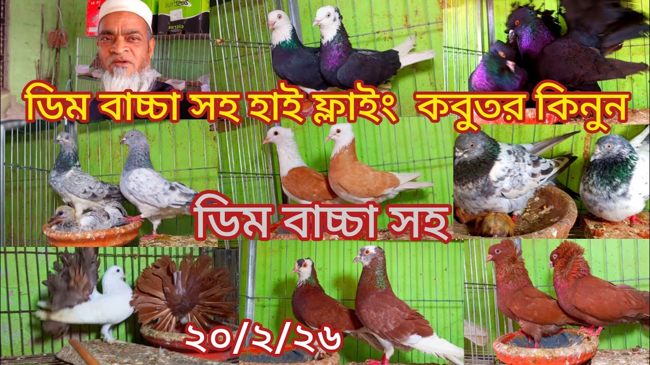 লালগররা সহ হাই ফ্লাইংগিরিবাজ কবুতর কিনুন ডিম বাচ্চা সহ