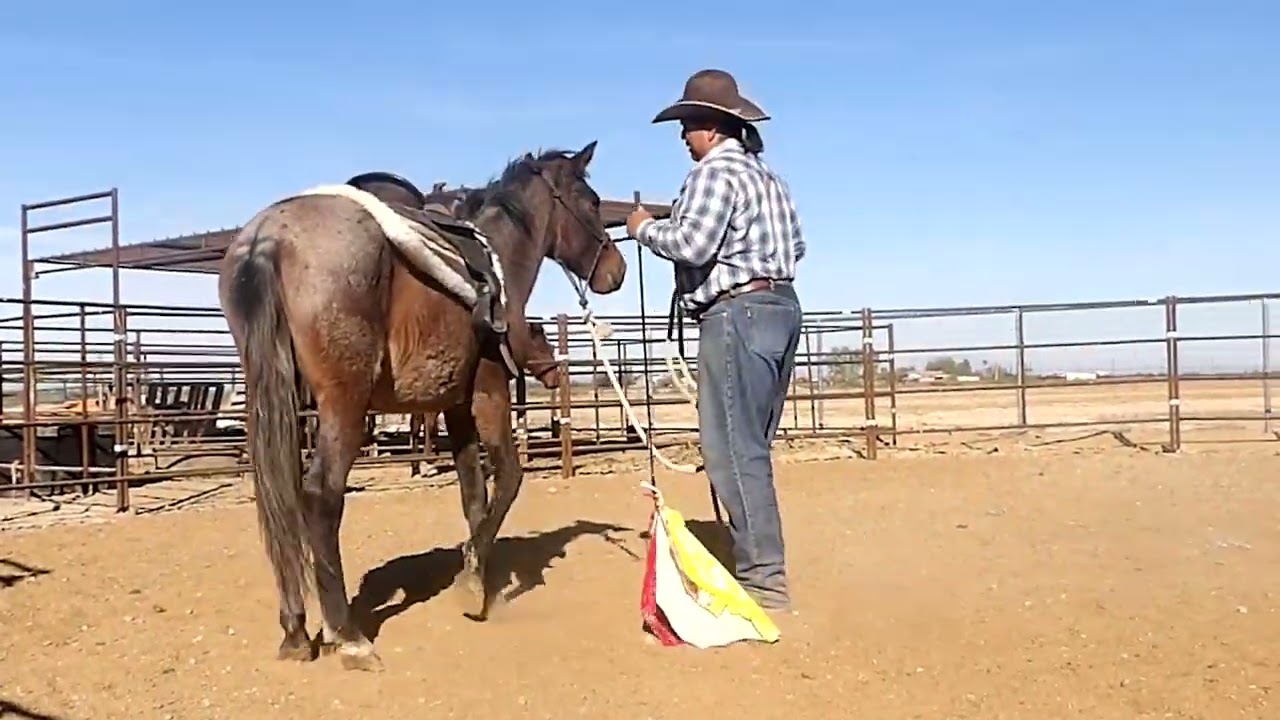 Rosie's first saddle.