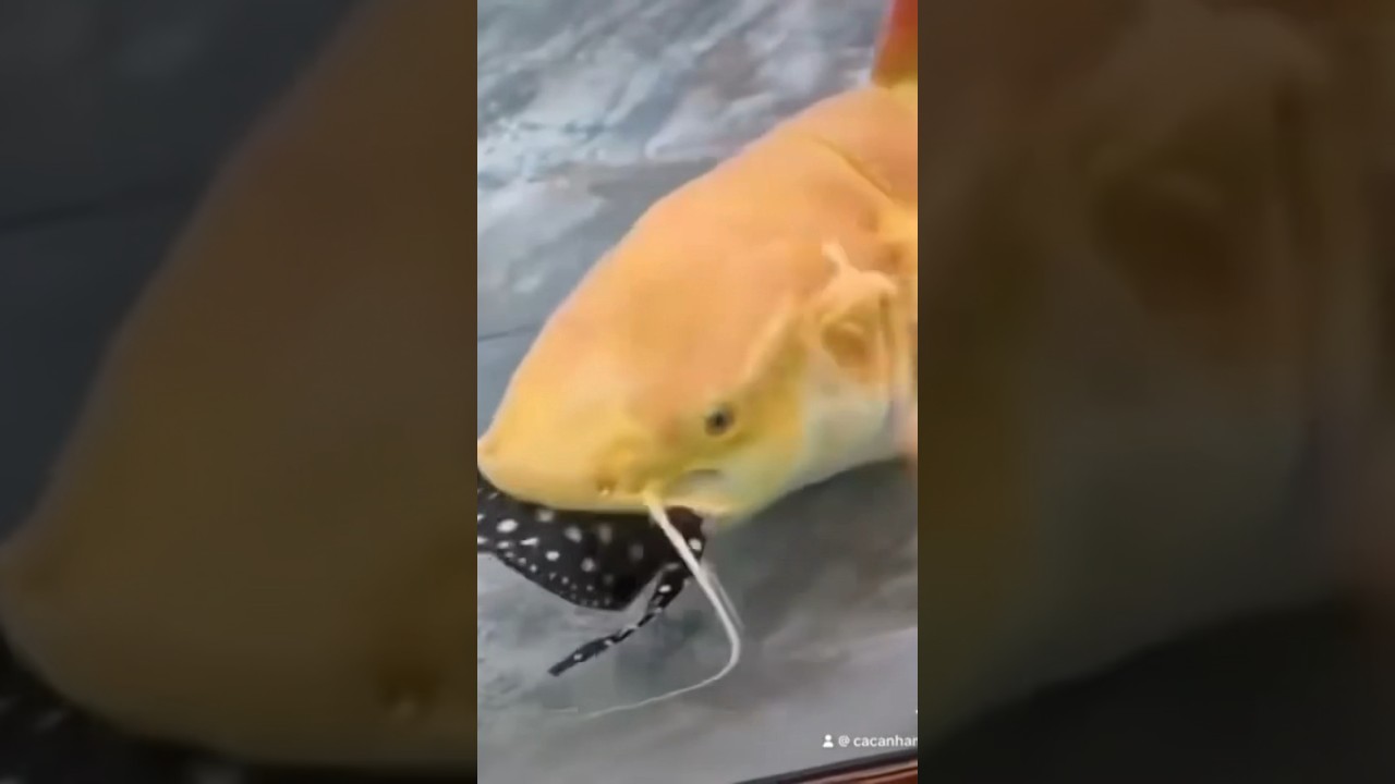 Gato cola roja se come una Raya leopoldi !! 😱