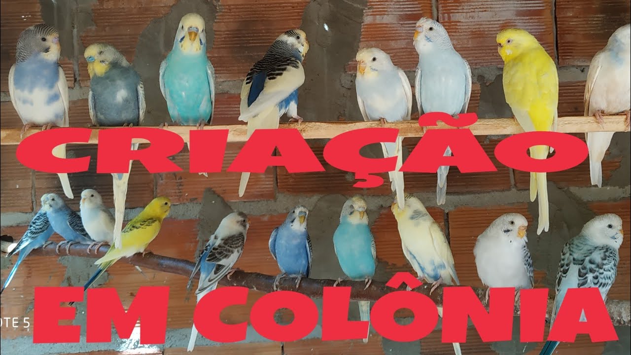 CRIAÇÃO EM COLÔNIA DÁ CERTO? VEJA O VÍDEO