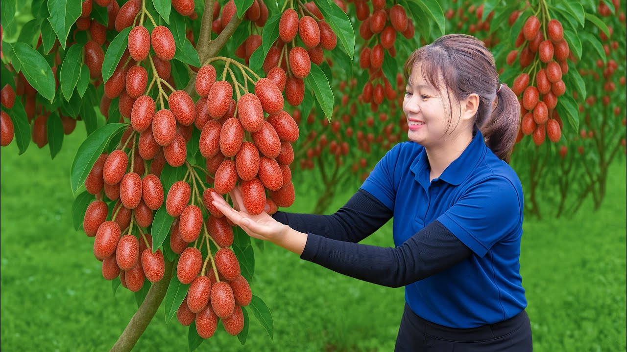 Harvesting Bastard Oleaster & Selling at Market | What’s Hidden Inside This Strange-Looking Fruit?