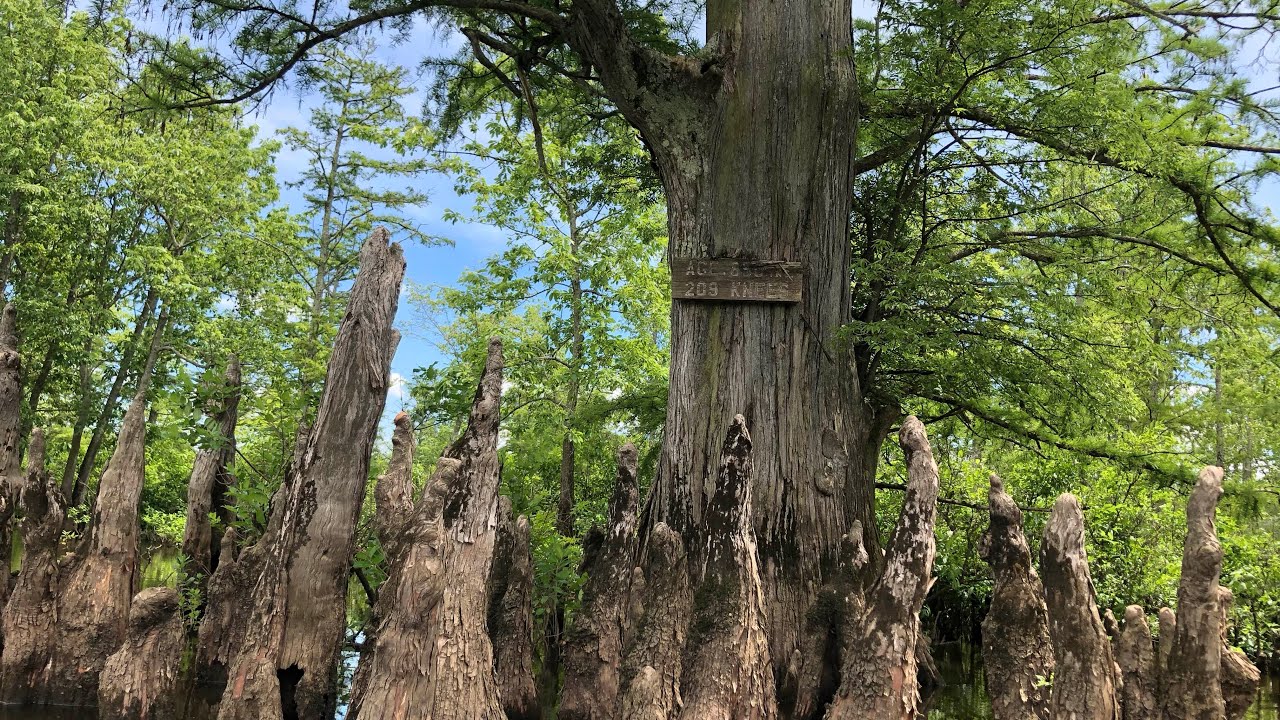Paddling the Cache River in Southern IL(Adventures in outdoor aquatic history)
