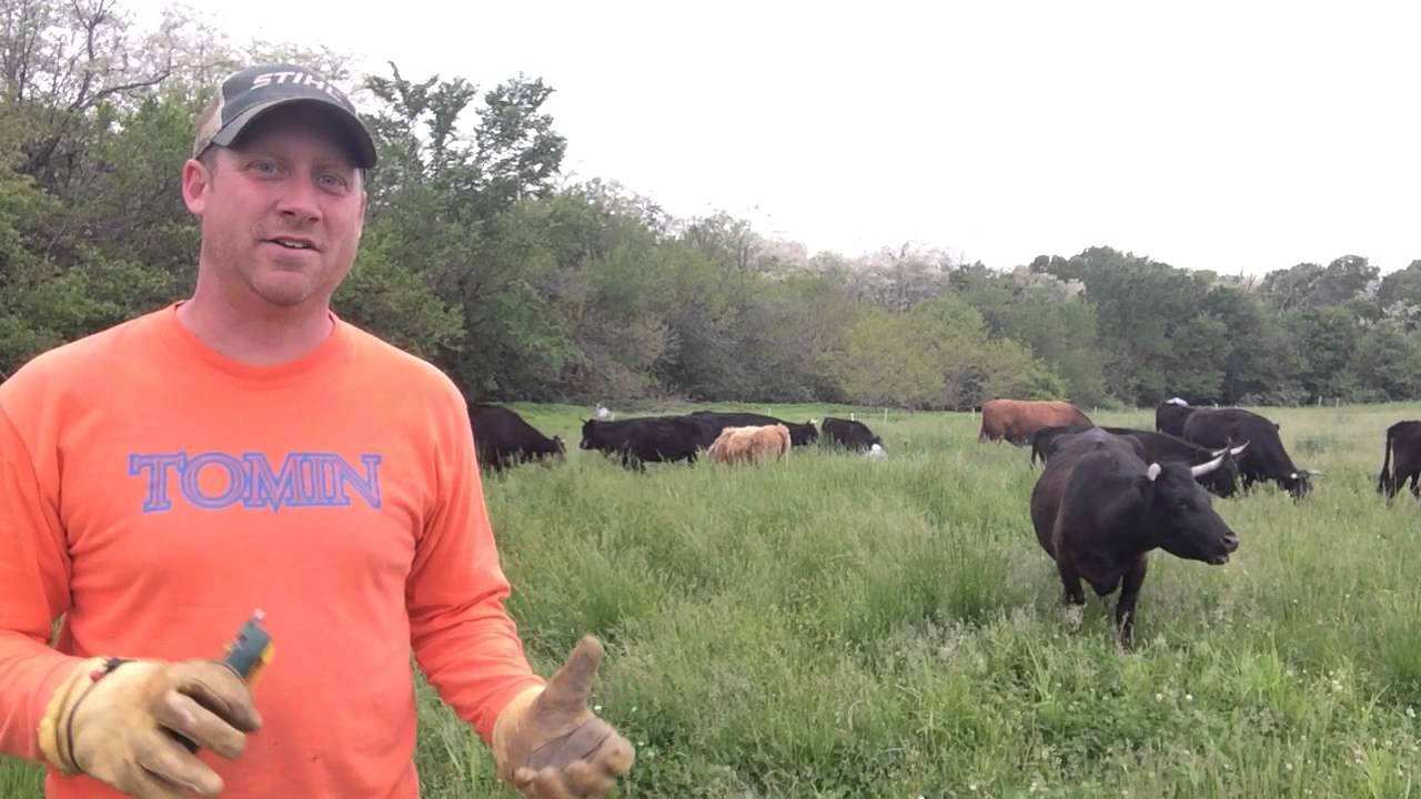 Moving Dexter Cattle to Pasture