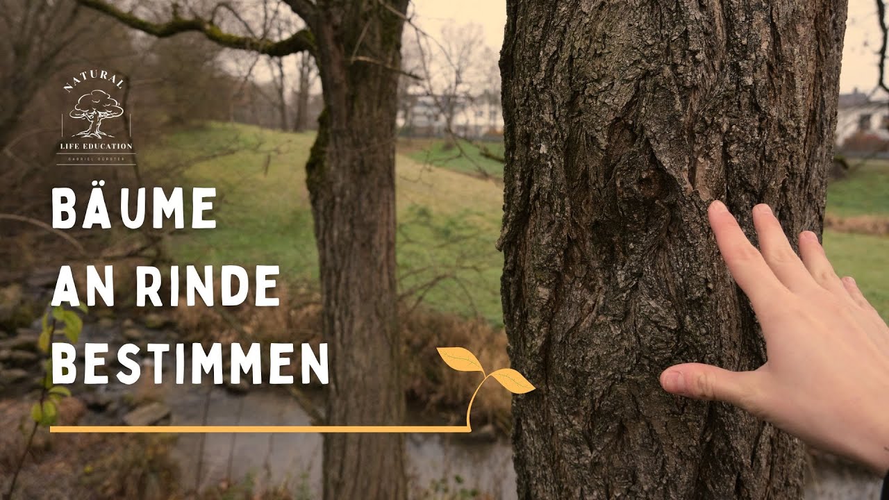 Bäume an Rinde bestimmen und erkennen (ganz einfach für Anfänger) 🌳