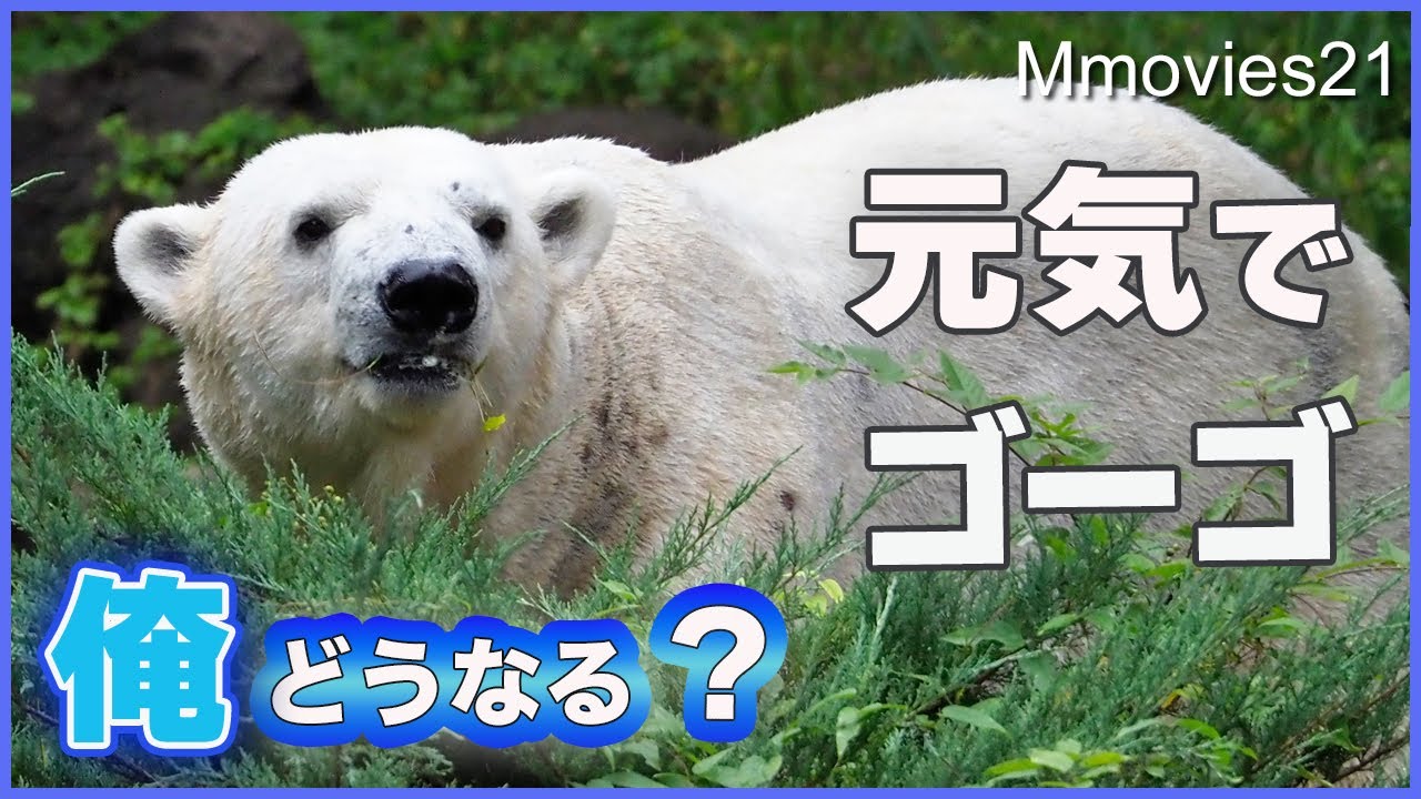 【最終日】しばらく会えないよホッキョクグマ ゴーゴのダイブはカッコ良すぎる〜Polar Bear Gogo jump !
