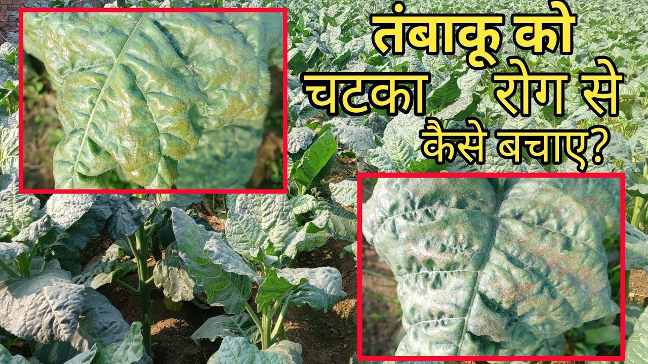 तंबाकू के चटका रोग के लक्षण एवं बचाव | Major disease of Tobacco