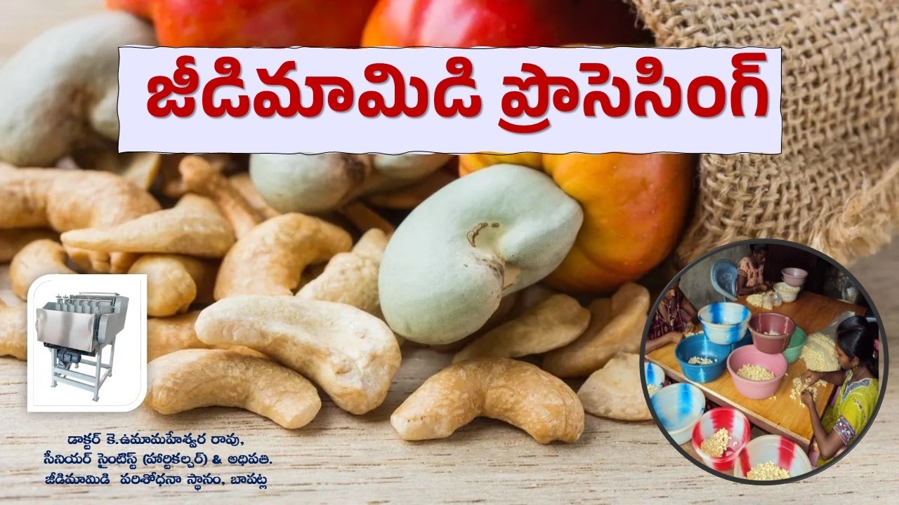 జీడిమామిడి ప్రొసెసింగ్ || డాక్టర్ కె.ఉమామహేశ్వర రావు, సీనియర్ సైంటిస్ట్, బాపట్ల