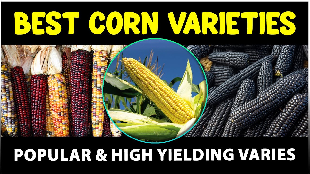 Best Sweet Corn Varieties | High-Yielding Maize Varieties