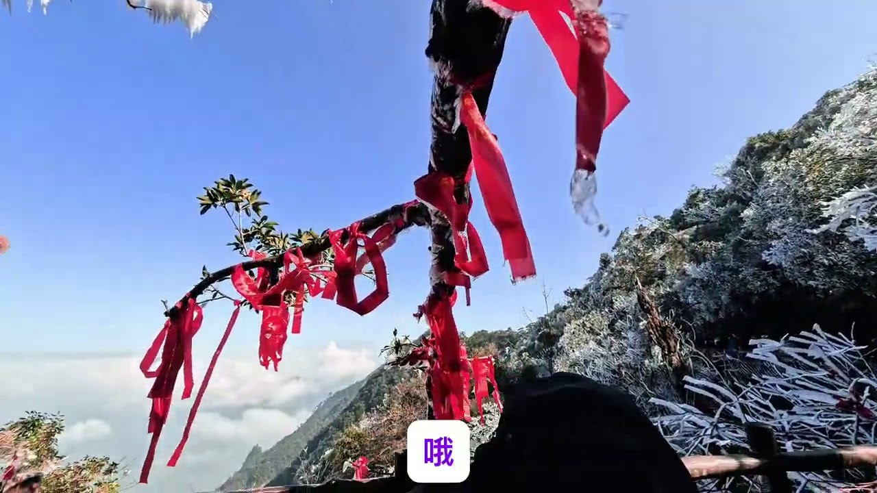 莽山棧道上的霧松美极了