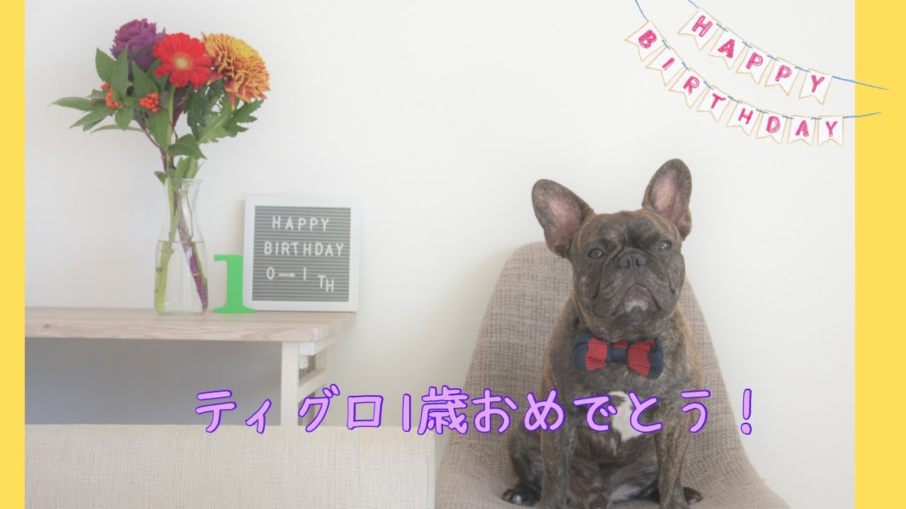 ティグロ1歳おめでとう㊗️