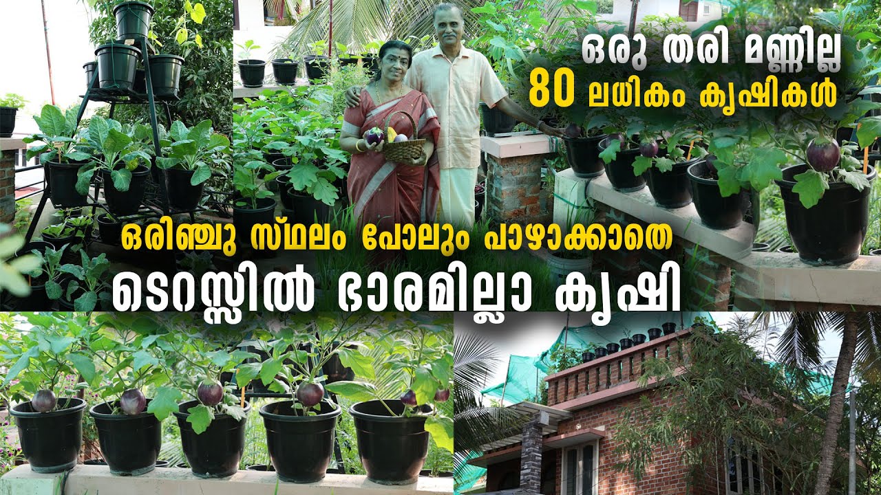 ഒരിഞ്ചു സ്ഥലം പോലും പാഴാക്കാതെ ടെറസ്സിൽ ഭാരമില്ല കൃഷി | സവോള മുതൽ നെല്ല് വരെ, 80 ലധികം കൃഷികൾ