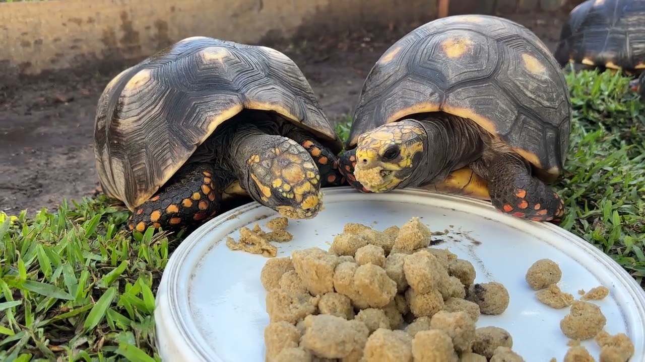 red footed tortoises เต่าเรดฟุต