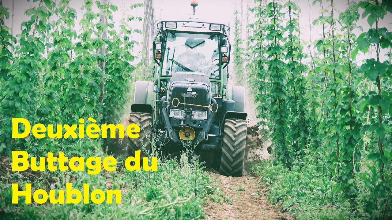 Deuxième buttage du houblon - 2024 | Fendt 210P