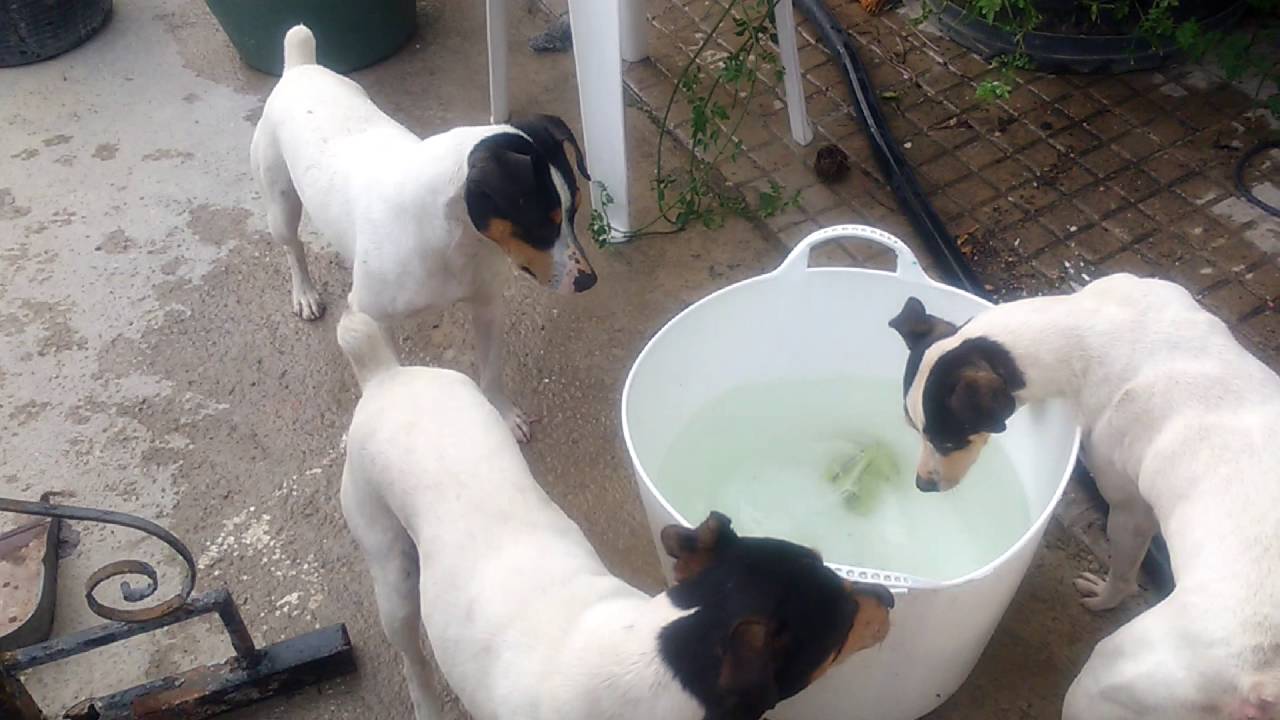 Bocoy, ratonero bodeguero andaluz, intentando coger una pelota de debajo del agua.