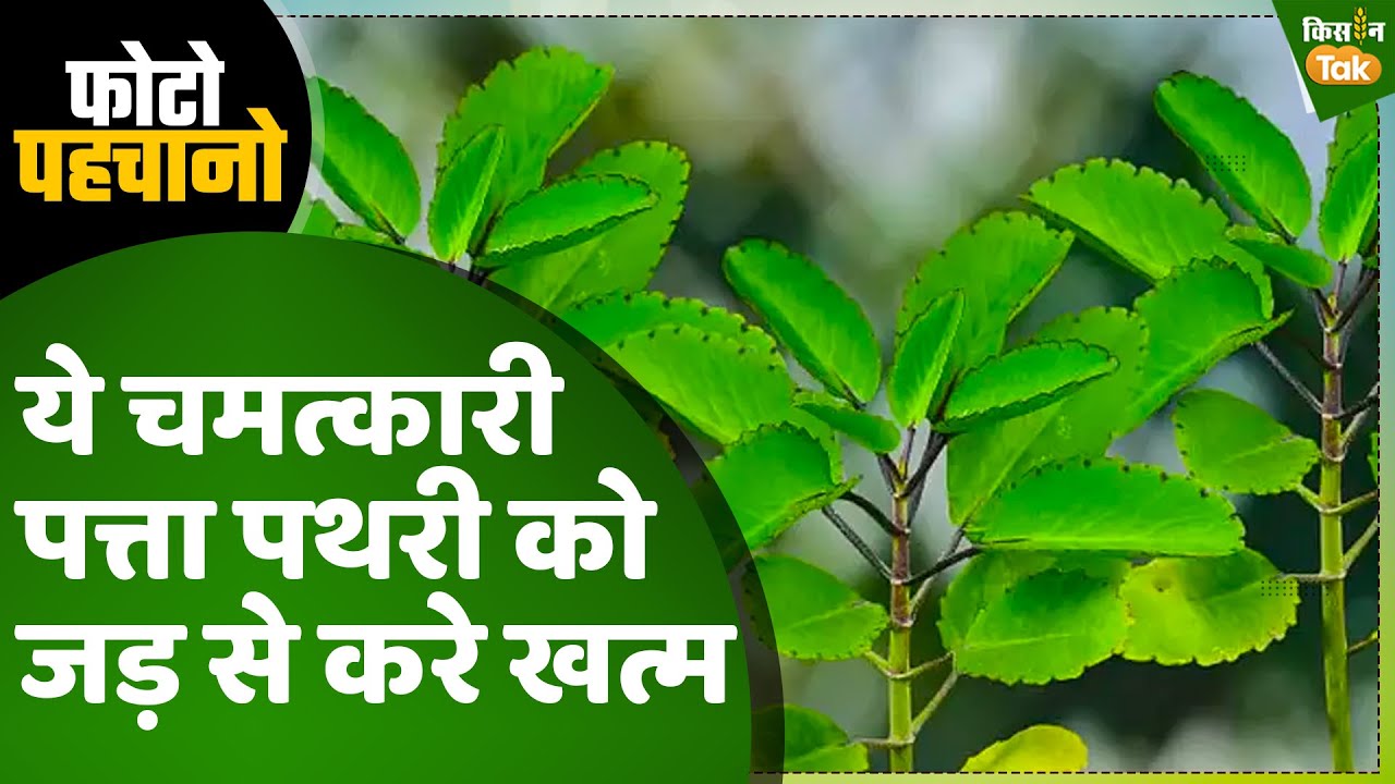 Photo Quiz: एक बार करें इस पत्ते का इस्तेमाल, पथरी की समस्या से पाएं निजात | Kisan Tak