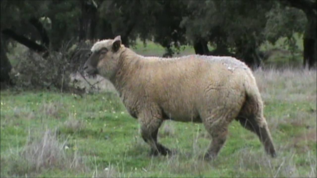 Herdade Comenda Grande - Ovinos Mouton Vendéen
