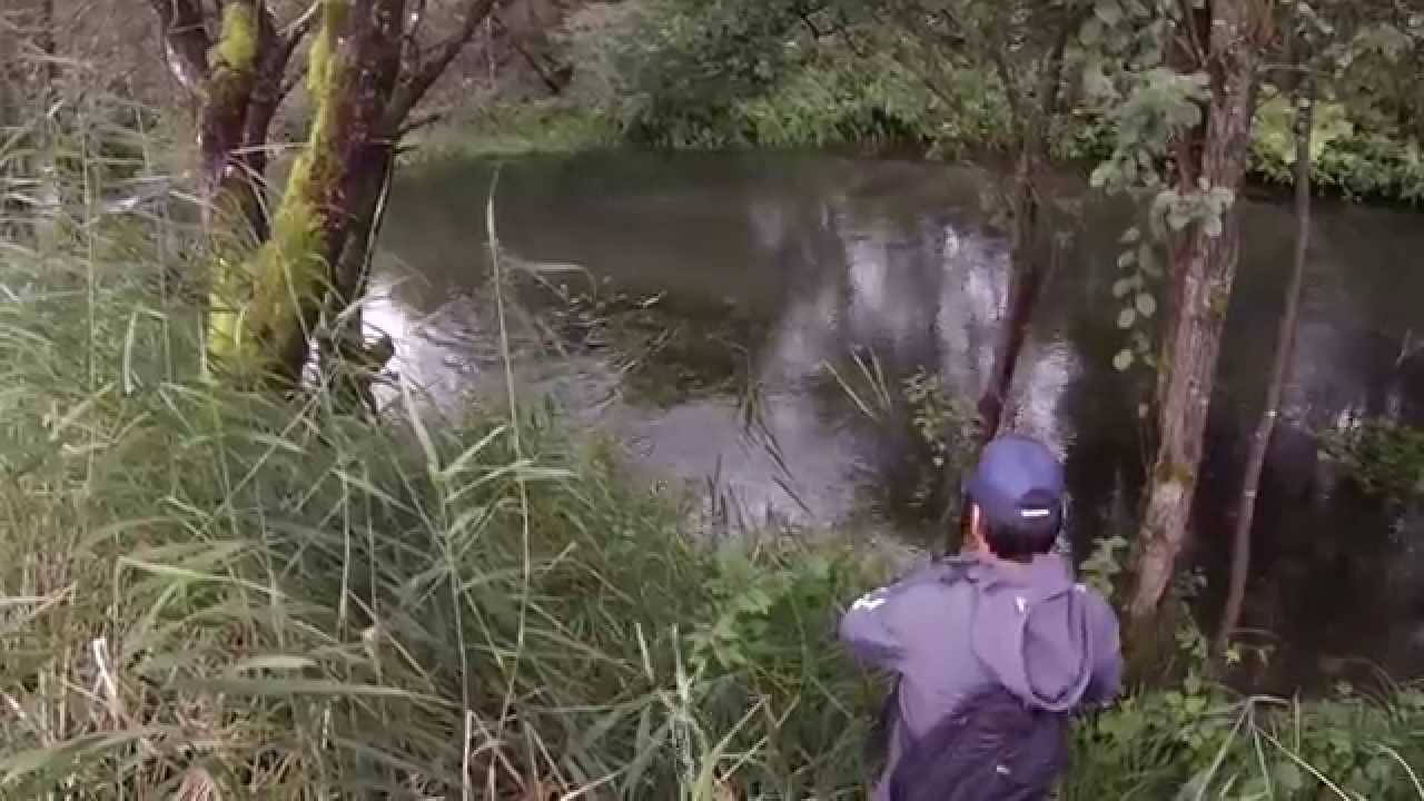 Fario e salmerini in risorgiva a spinning