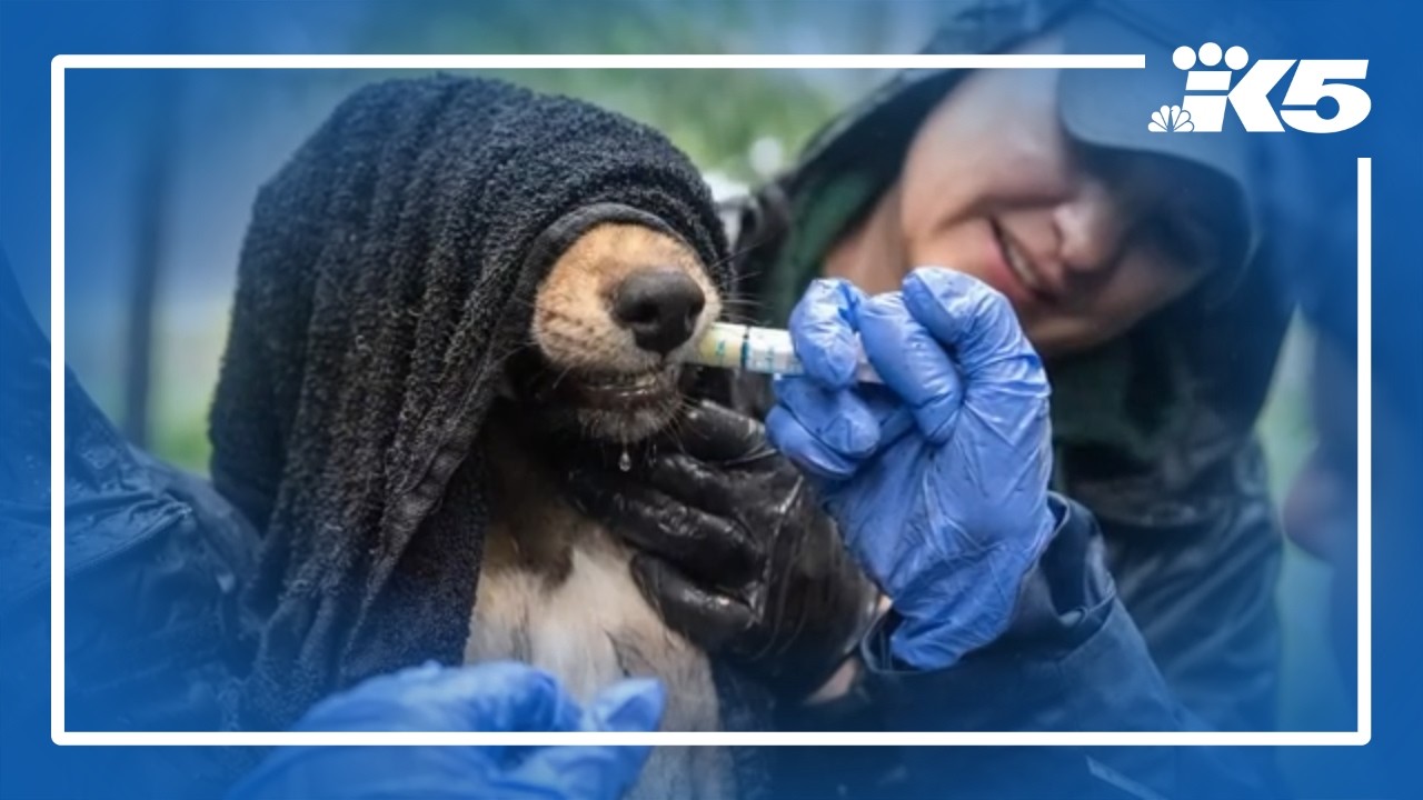 Endangered red wolf pups are growing strong and healthy at Point Defiance Zoo facility