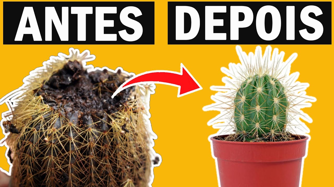 Como recuperar cacto apodrecendo, 3 dicas para SALVAR UM CACTO podre RÁPIDO