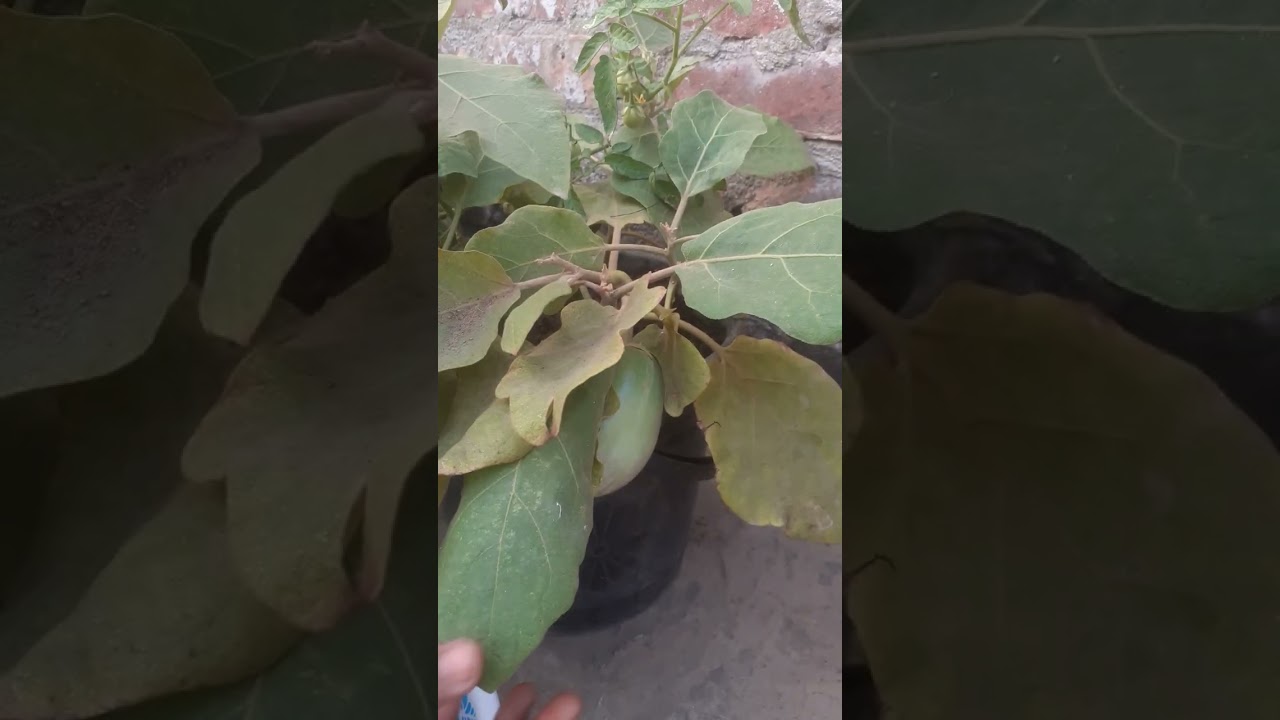 আমার ছাদ বাগানের সবজি