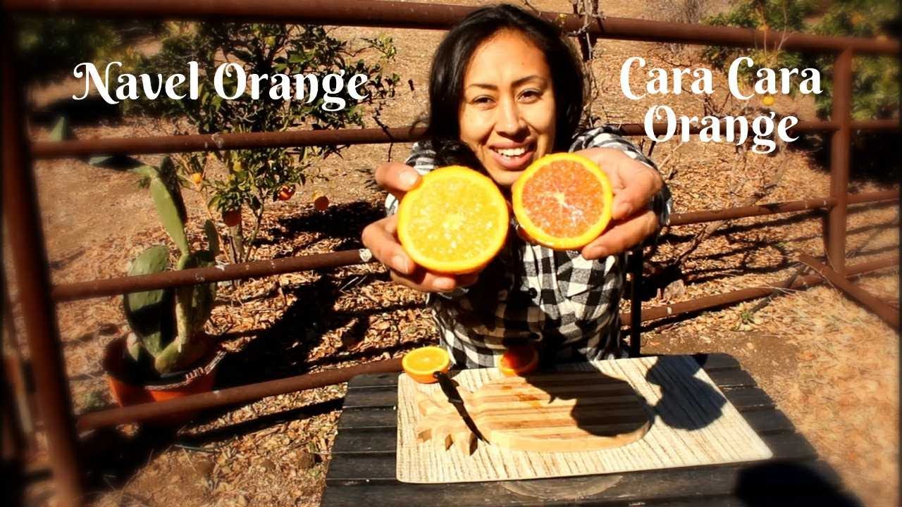 Navel Orange VS Cara Cara Orange | Taste test | which orange do I Prefer and Would Rather Grow