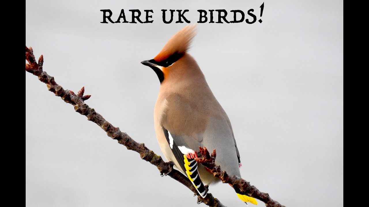 Rare UK Birds!
