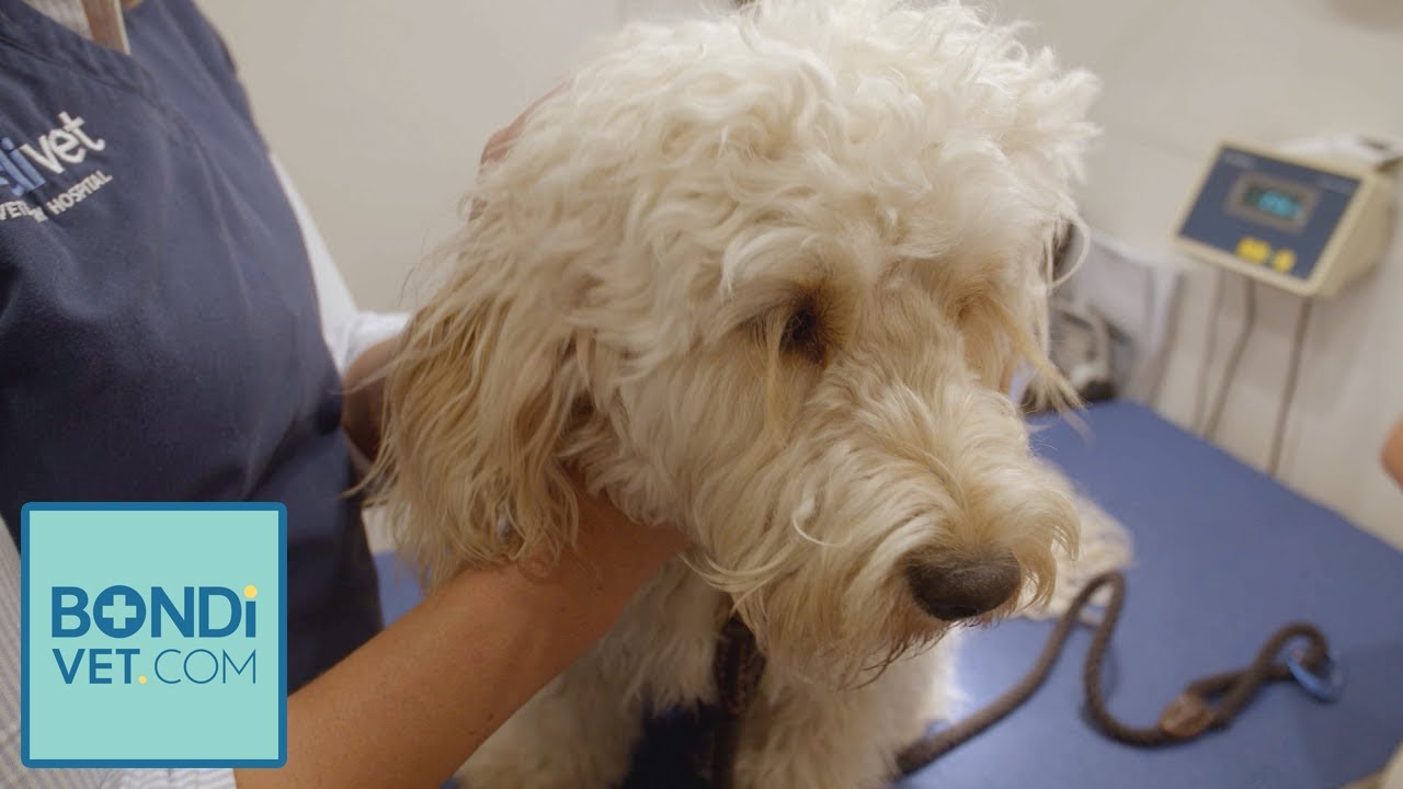 Hendrick Has A Nasty Ear Infection 😱 | BondiVet.Com