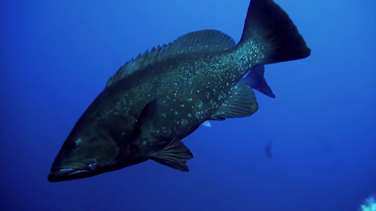 Spearfishing Azores - INHALE