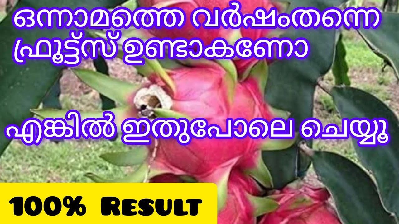 ഒരുവർഷമാകുമ്പോഴേക്കും ഡ്രാഗൻ ഫ്രൂട്ട്സ് ഉണ്ടാകാൻ |  A to Z of dragon fruit farming |Jees world|