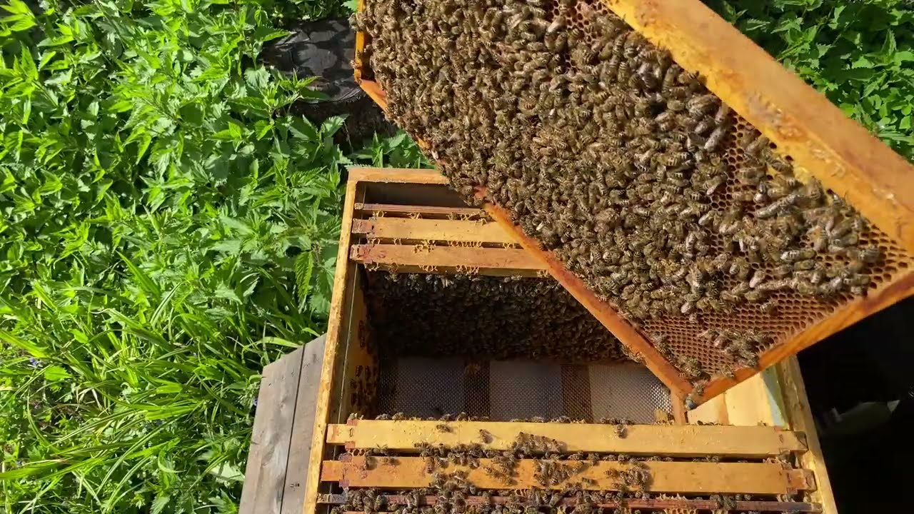 Mai - geschwärmtes Volk - ohne Königin - Imkern mit Dadant