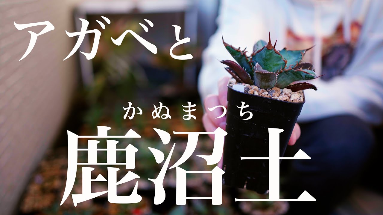 アガベと鹿沼土の相性｜藻が生えたらダメ!?｜今年の用土配合を語りたい #チタノタ #オテロイ