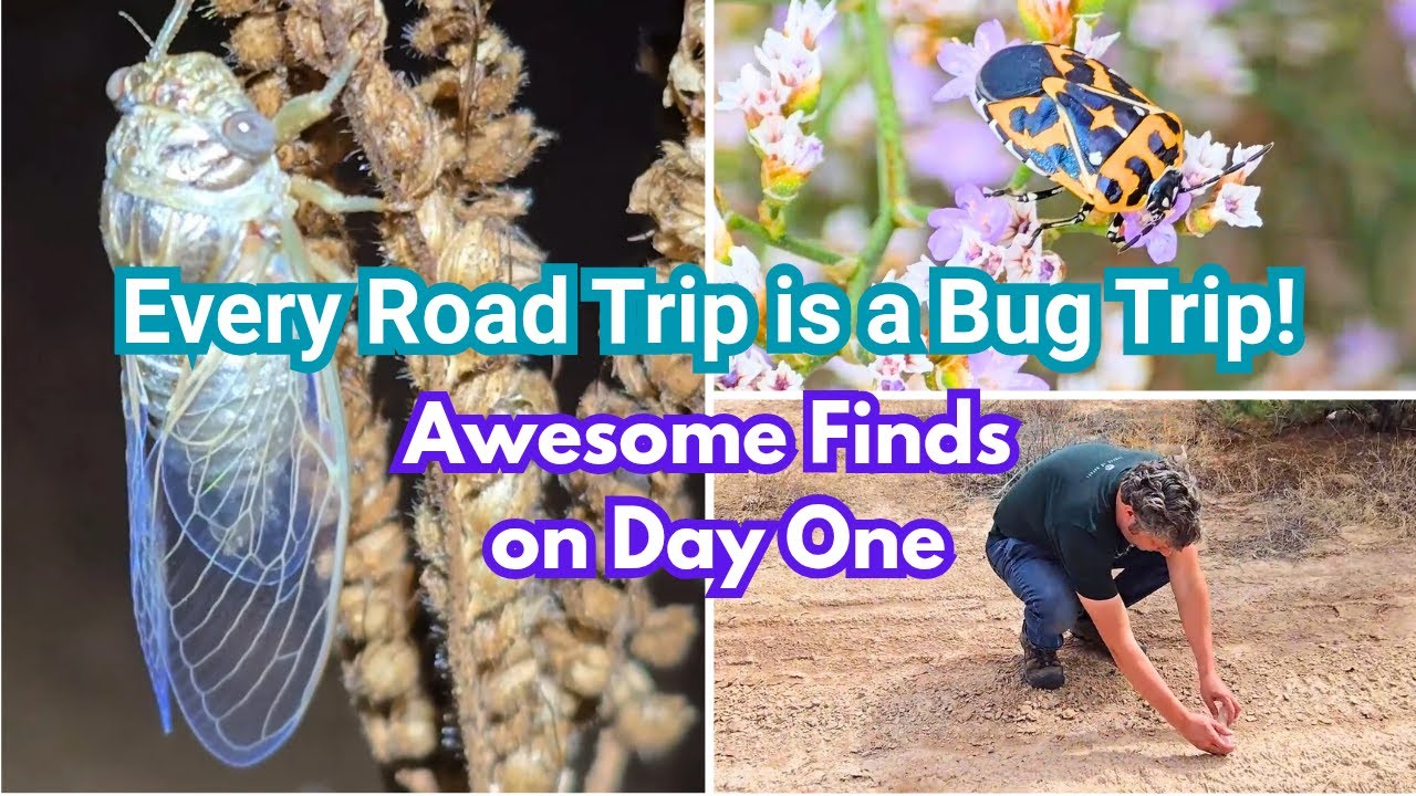 Автопутешествие в Оклахому – День 1. Охота на насекомых в Нью-Мексико.